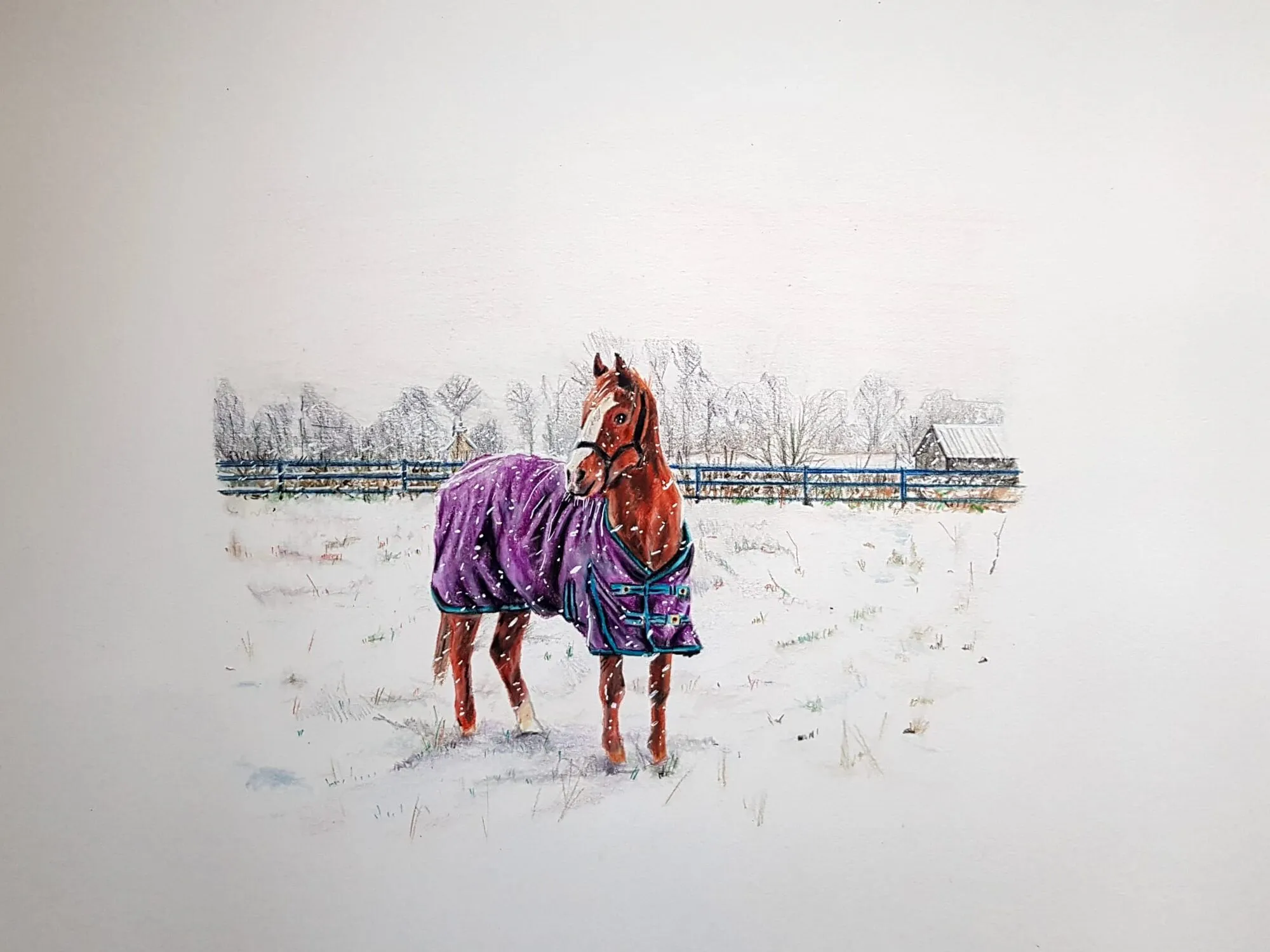 A horse in a purple rug standing in a snowy field, drawn in coloured pencil