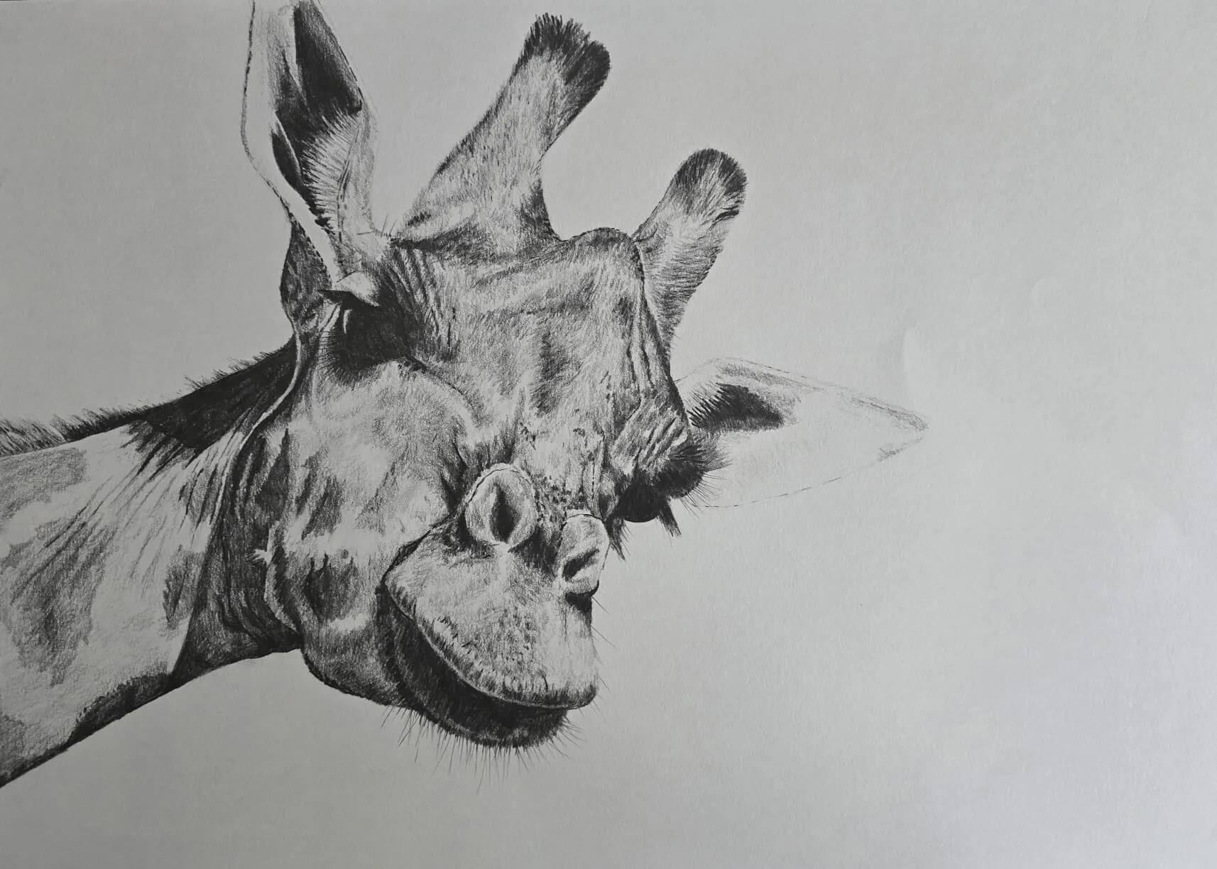A giraffe's head drawn in graphite pencil