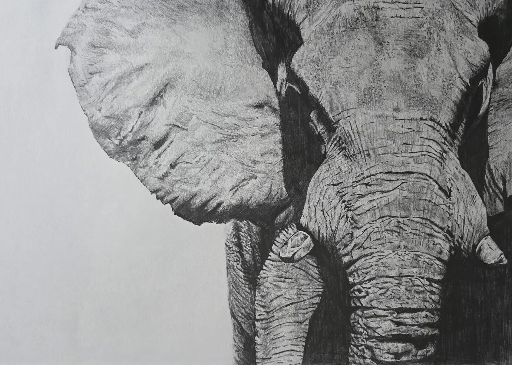 A close-up of an elephant's ear, trunk and skin drawn in graphite pencil