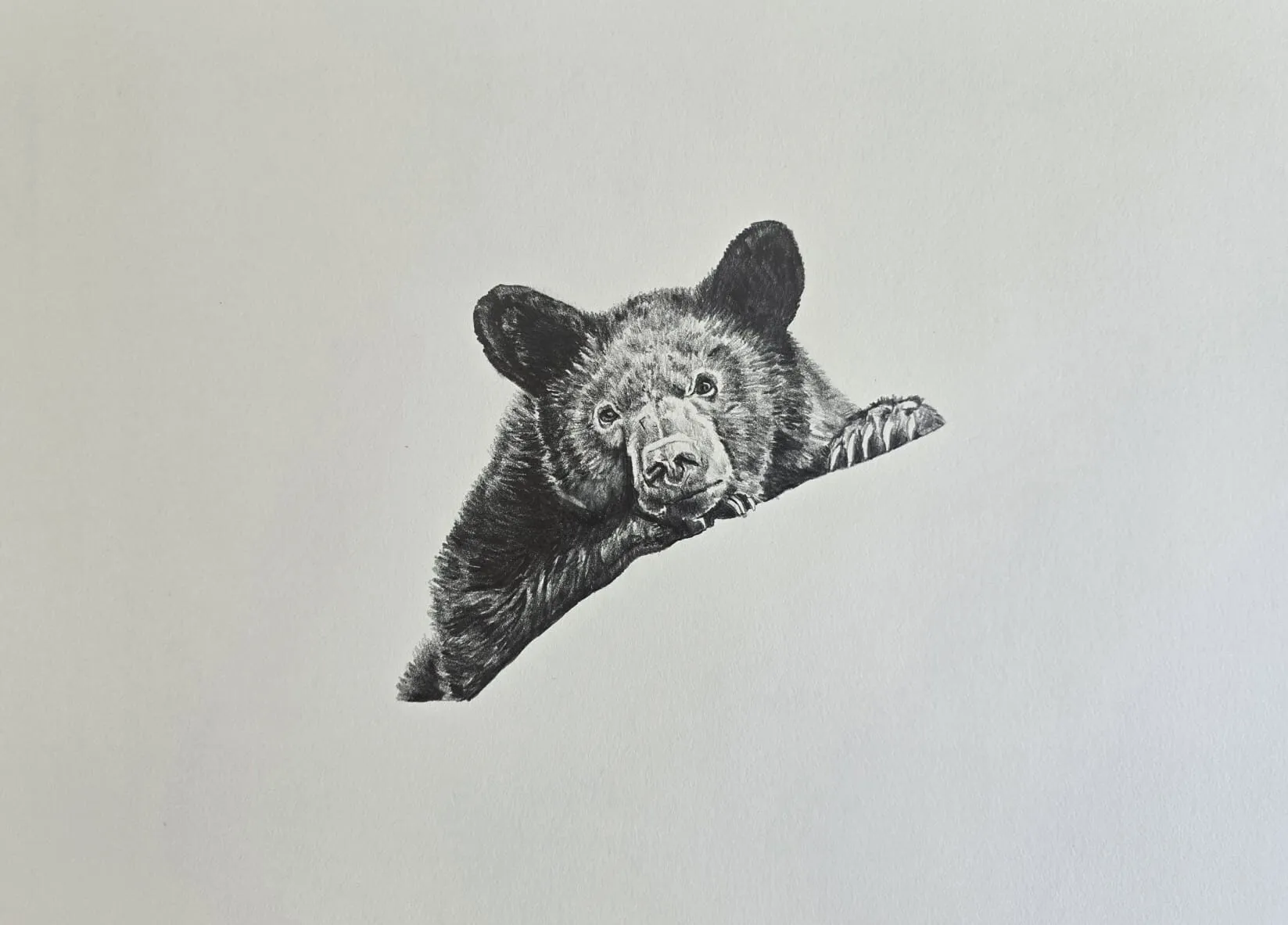 A bear cub resting on a branch drawn in graphite pencil